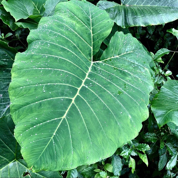 🍃 - Picture 1 of 1